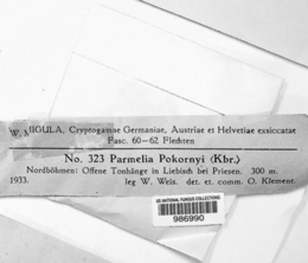 Parmelia pokornyi image
